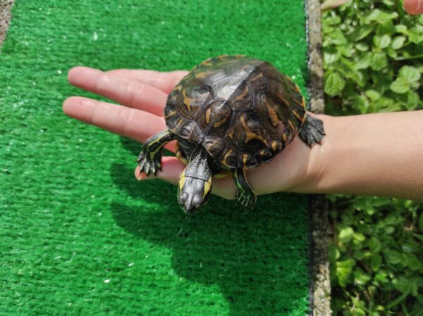 Tartaruga Lago Tigre D'Água - Trachemys Dorbignyi