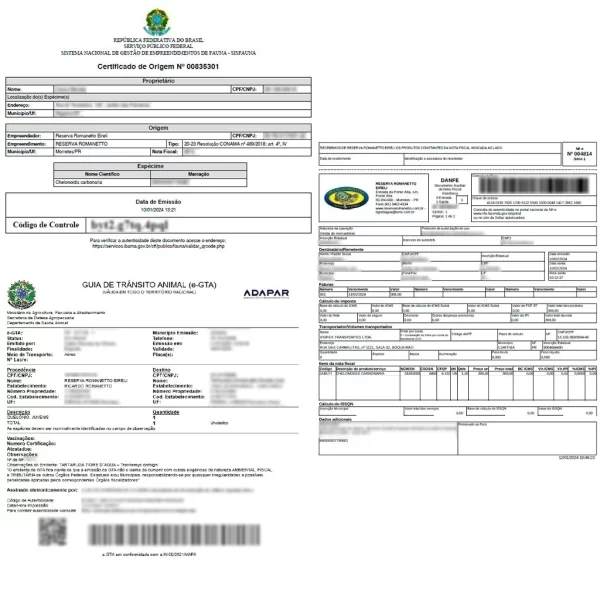 PROMOÇÃO IMPERDÍVEL - Tartaruga Tigre d'água Microchipada, Ração, Documentos, GTA + Frete - Image 4