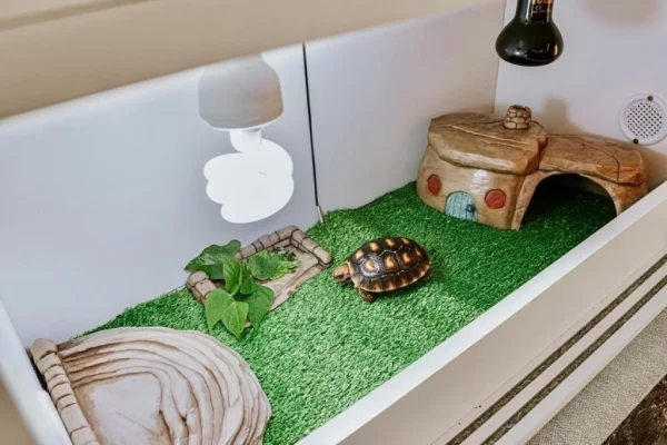 KIT Jabuti Piranga Microchipado + Terrário com Lâmpada de Aquecimento + lâmpada UVB + 1 Ração