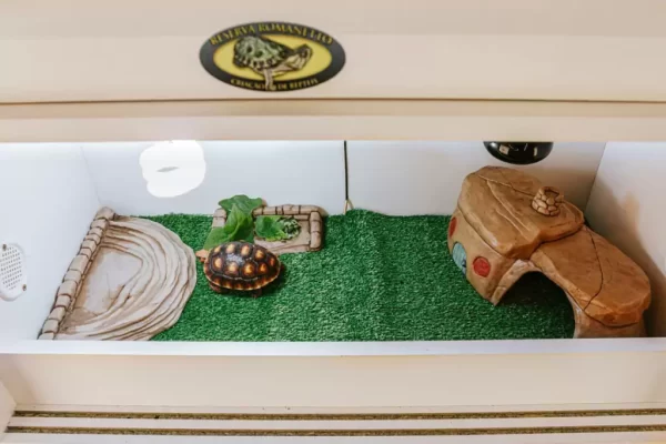 KIT Jabuti Piranga Microchipado + Terrário com Lâmpada de Aquecimento + lâmpada UVB + 1 Ração - Imagem 4