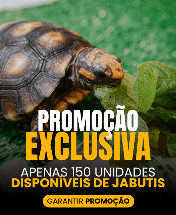 PROMOÇÃO EXCLUSIVA - 1 Filhote de jabuti microchipado com 6 meses de idade + Frete incluso