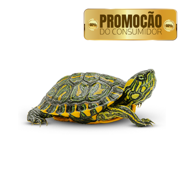 PROMOÇÃO IMPERDÍVEL - Tartaruga Tigre d'água Microchipada, Ração, Documentos, GTA + Frete