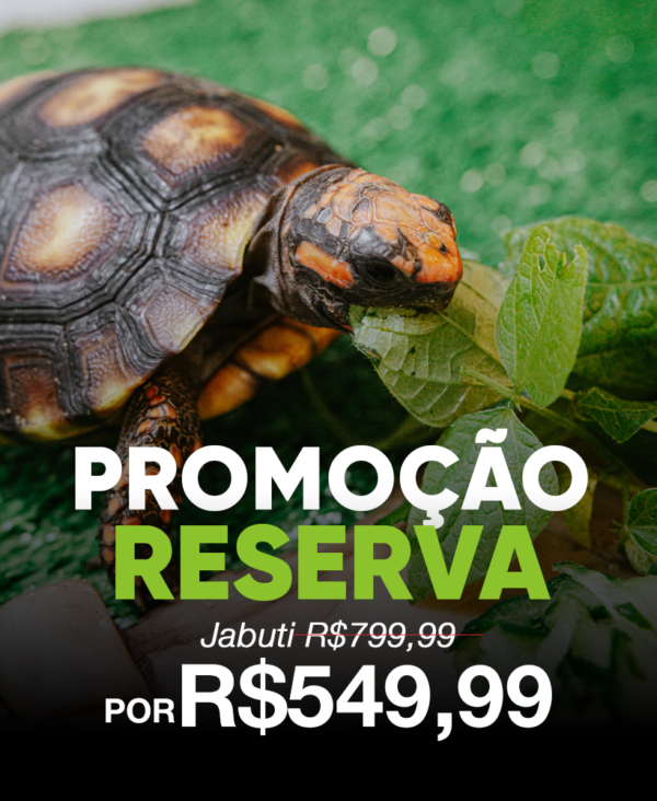 PROMOÇÃO IMPERDIVEL - 1 Filhote de jabuti microchipado com 6 meses de idade + Frete incluso
