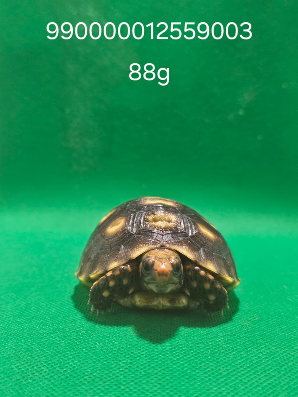 Jabuti Piranga Especial 3 – 990000012559003 -88g