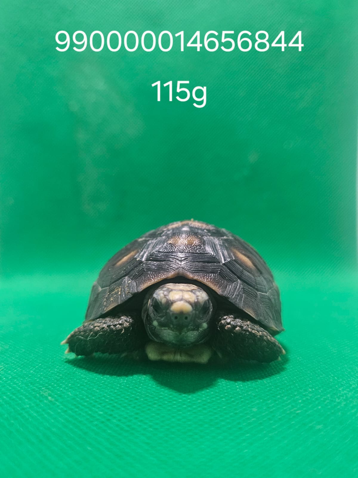 Jabuti Piranga Especial 11 – 990000014656844 -115g