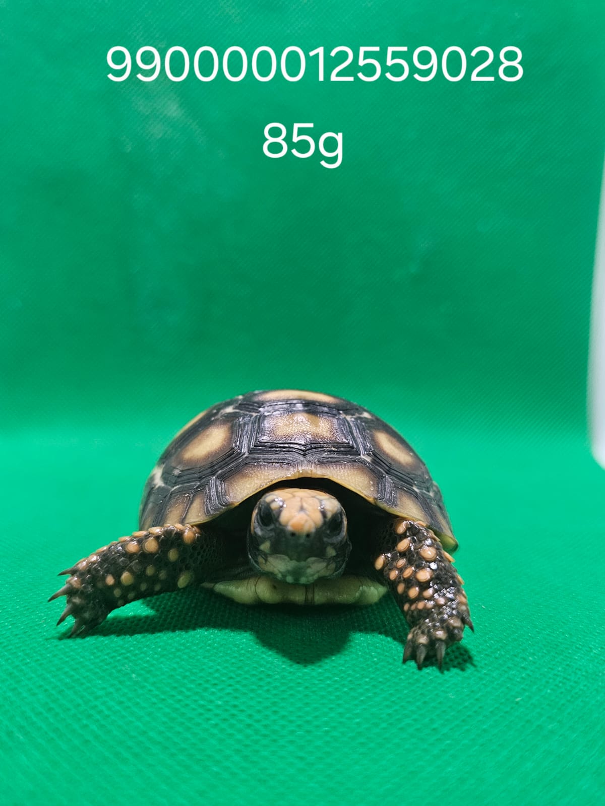 Jabuti Piranga Especial 12 – 990000012559028 -85g