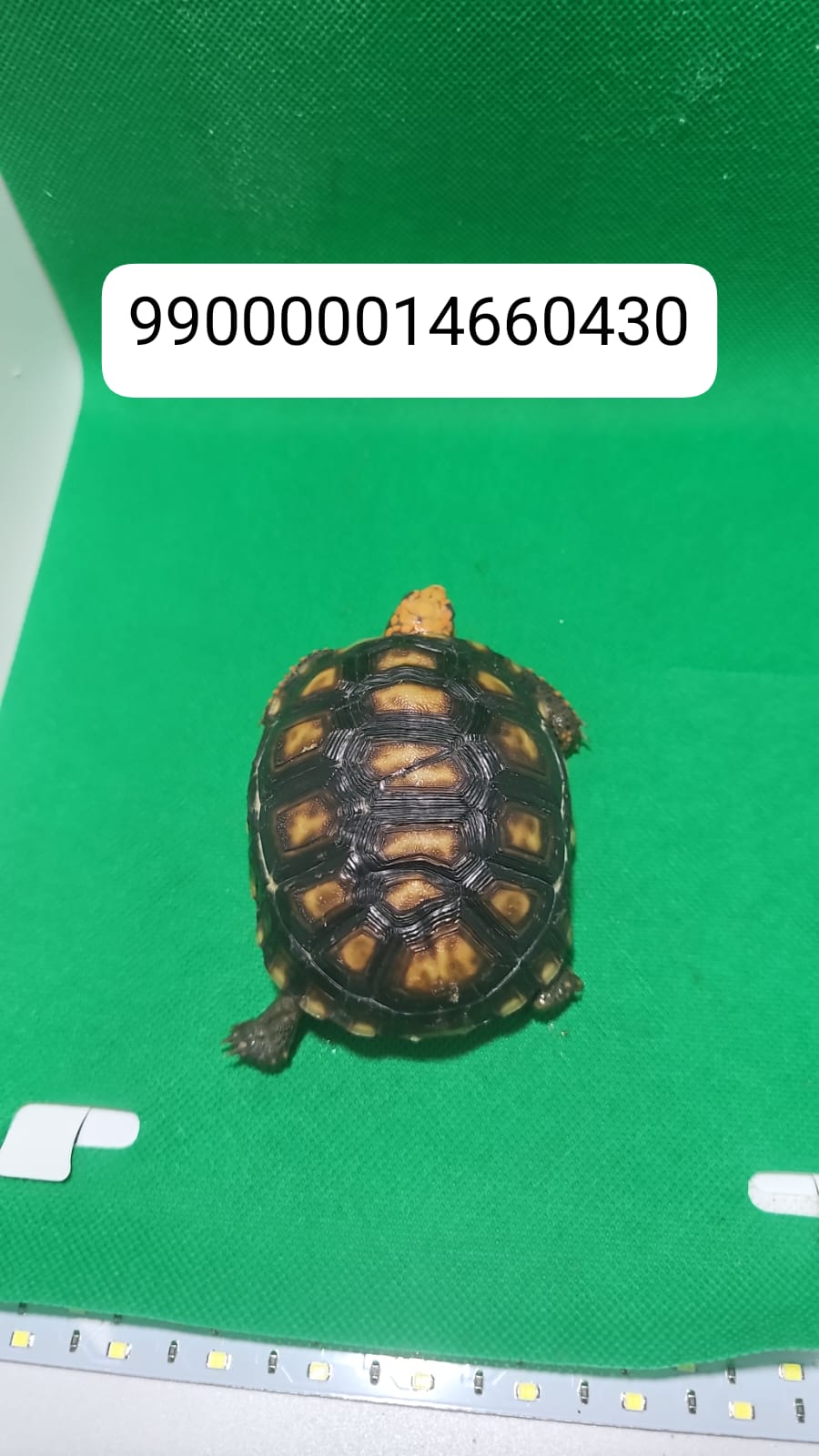 Jabuti Piranga Especial 14 – 990000014660430 -130g