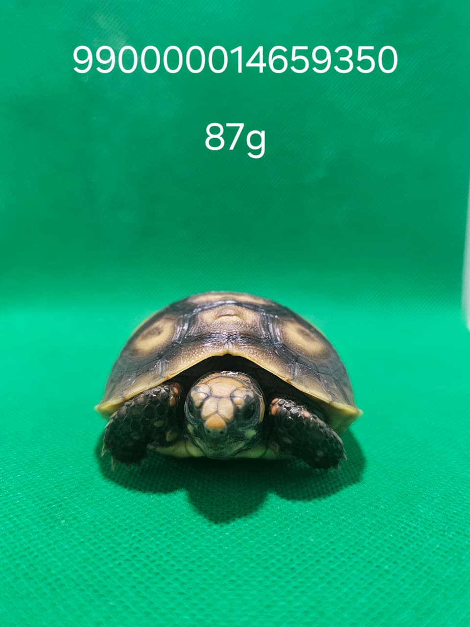 Jabuti Piranga Especial 9 – 990000014659350 -87g