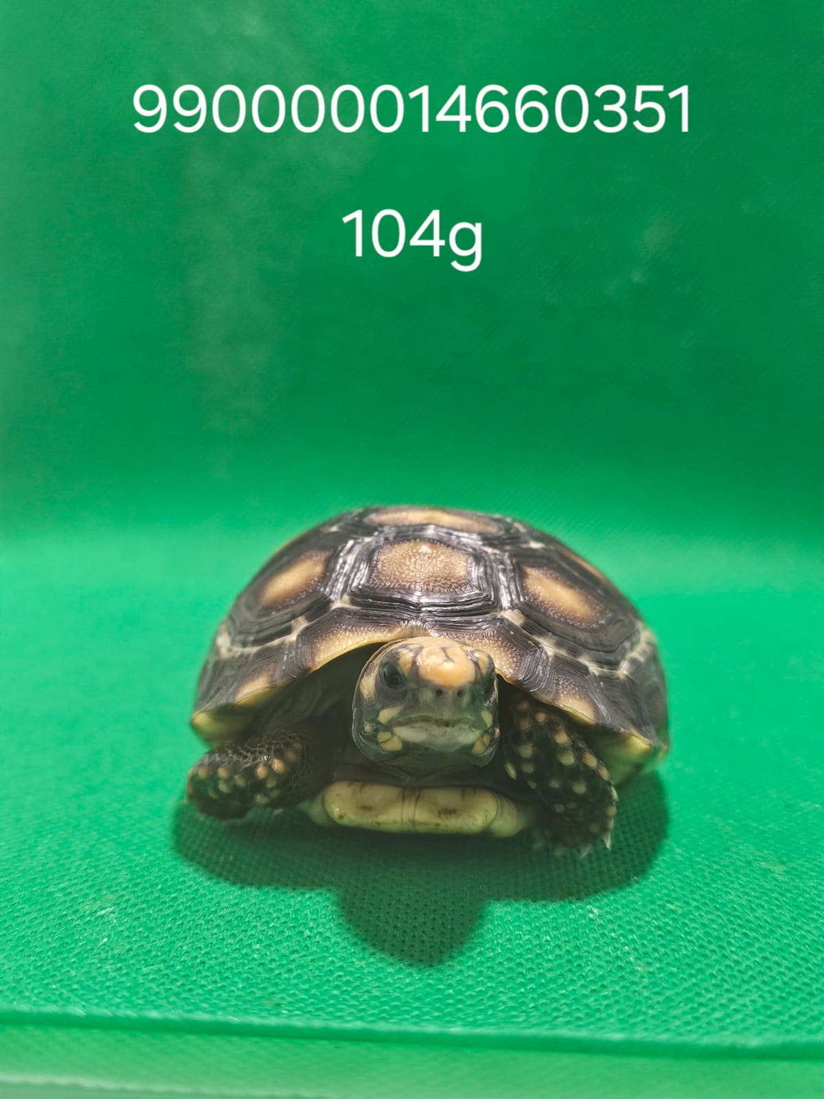 Jabuti Piranga Especial 5 – 990000014660351 -104g
