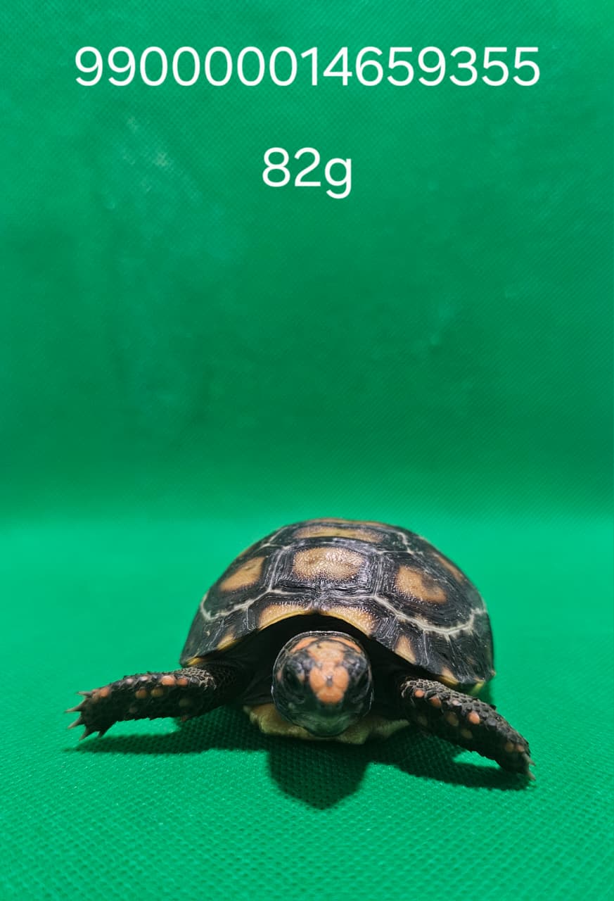 Jabuti Piranga Especial 6 – 990000014659355 -82g