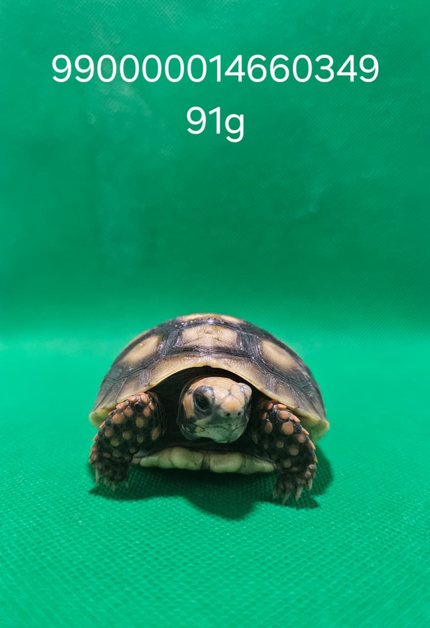 Jabuti Piranga Especial 8 – 990000014660349 -91g