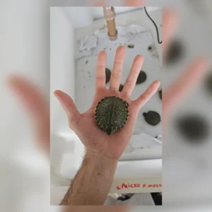 Tigre-d’água filhote do lote comum visto por cima sobre a mão