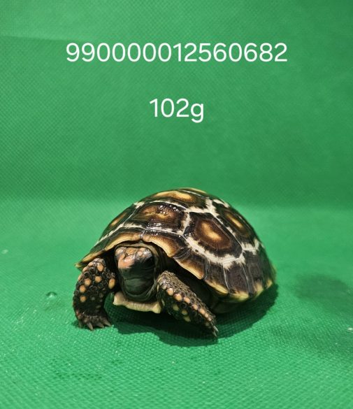 990000012560682 102g