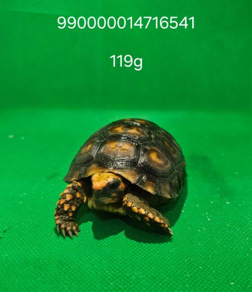990000014716541 119g
