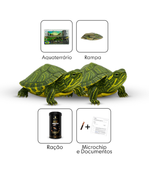 kit 10