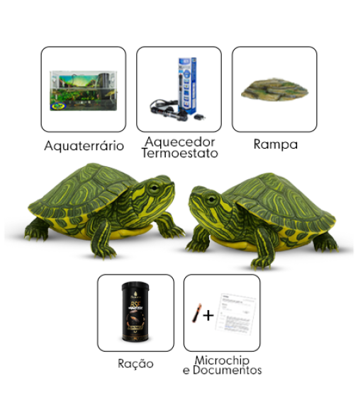 kit 11