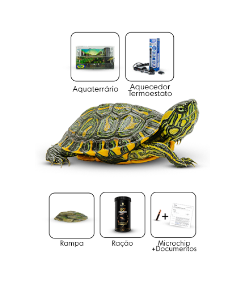 kit 6