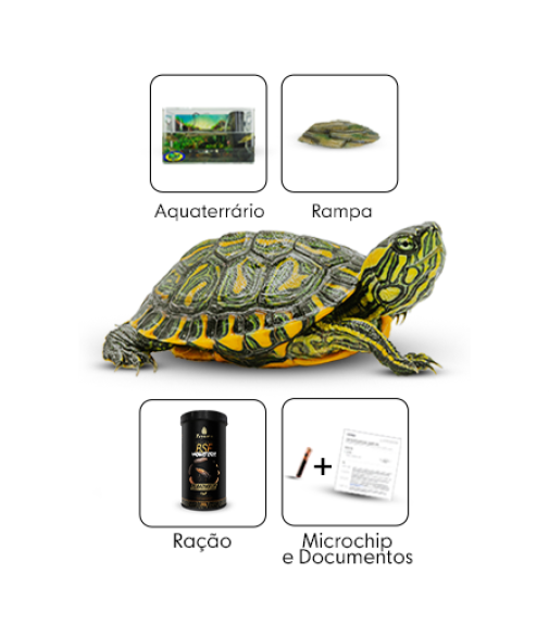 kit 7