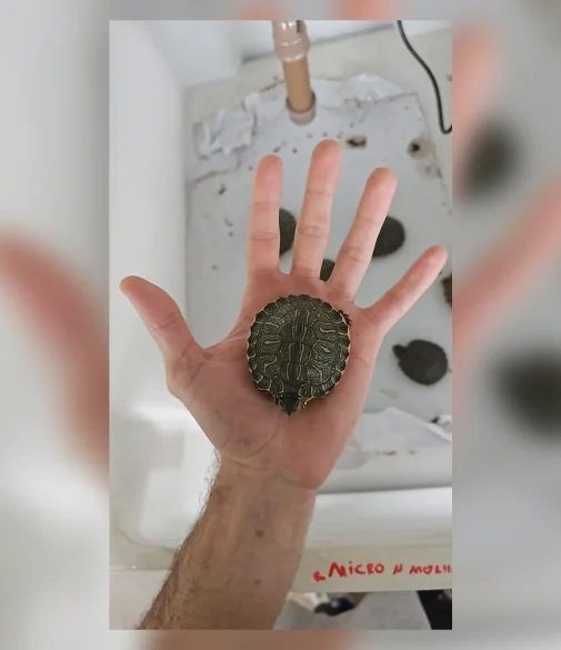 Tigre-d’água filhote do lote comum visto por cima sobre a mão